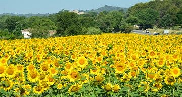 Sunflowers in Provence