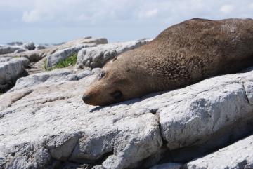 Sleepy NZ fur seal