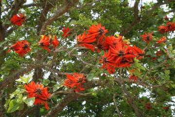 Erythrina caffra tree flowers