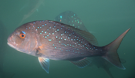 Snapper